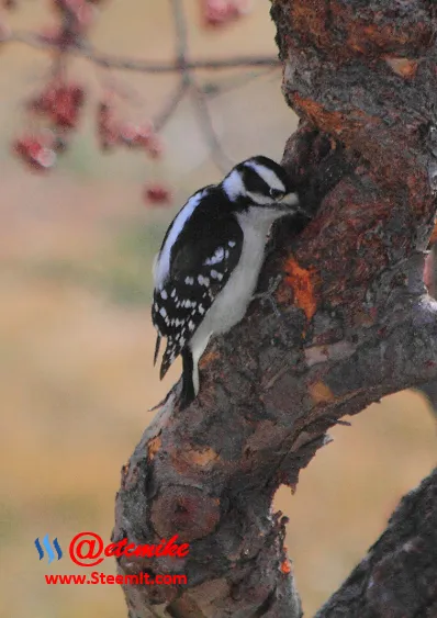 Downy Woodpecker PFW83.png