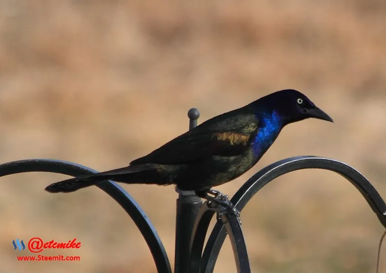 Common Grackle PFW19.jpg