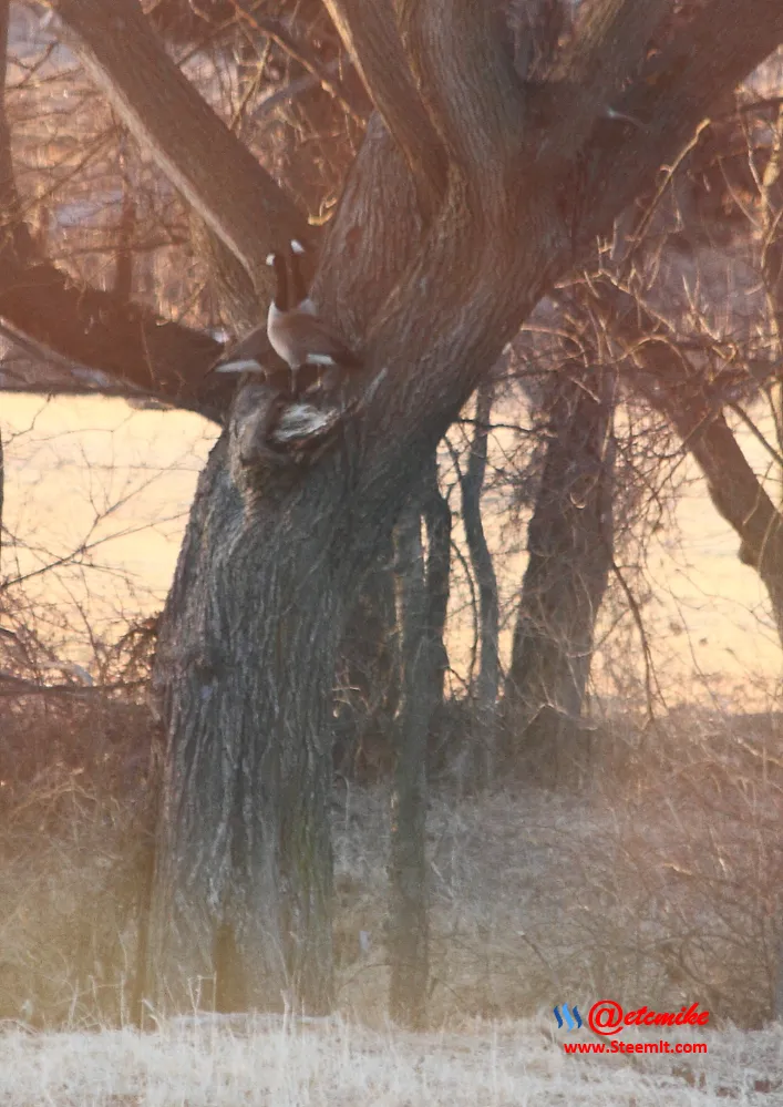 Canada Geese tree PFW20.png