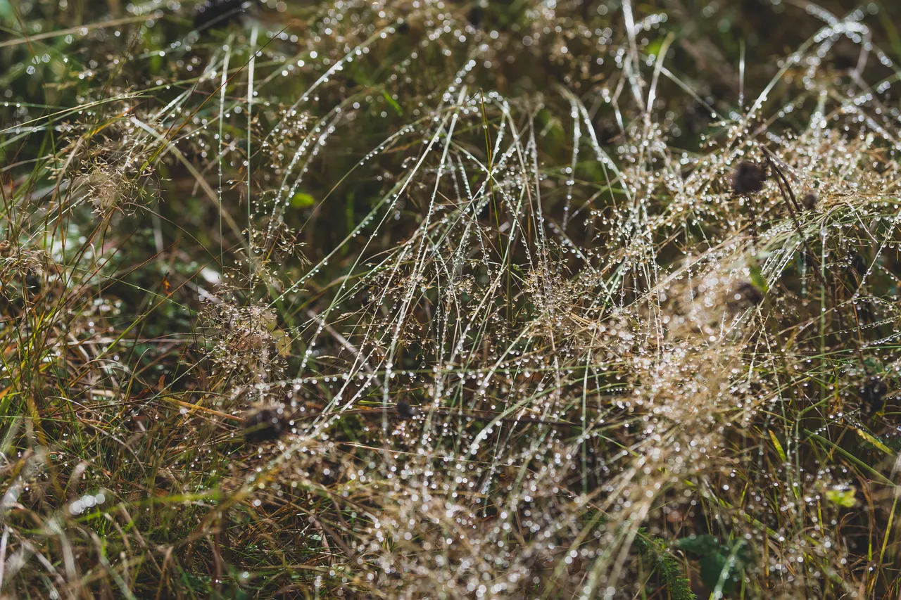 drop4.jpg