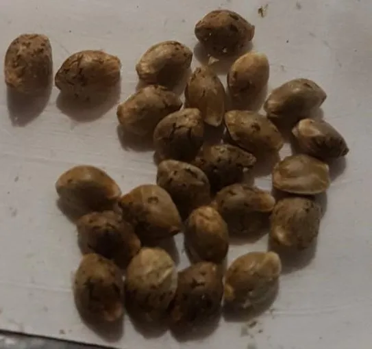 seeds.jpg