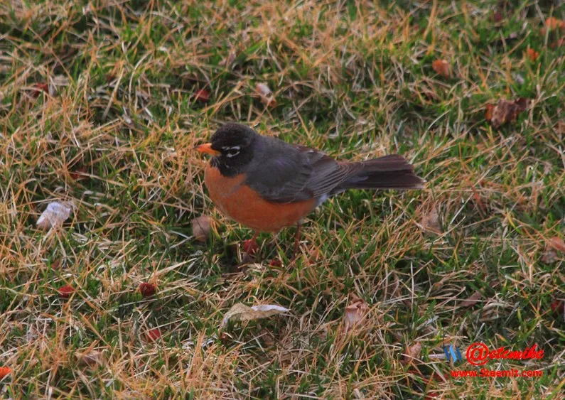 American Robin PFW63.jpg