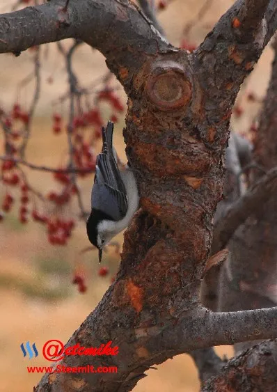 White-breasted Nuthatch PFW02.jpg