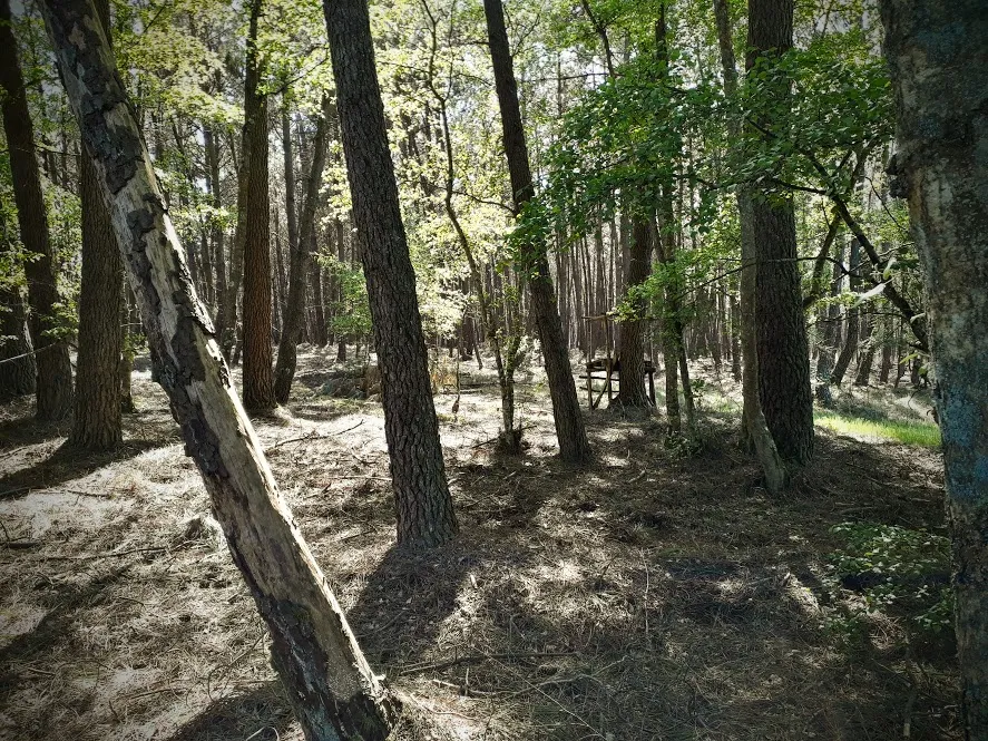 Forests explorer