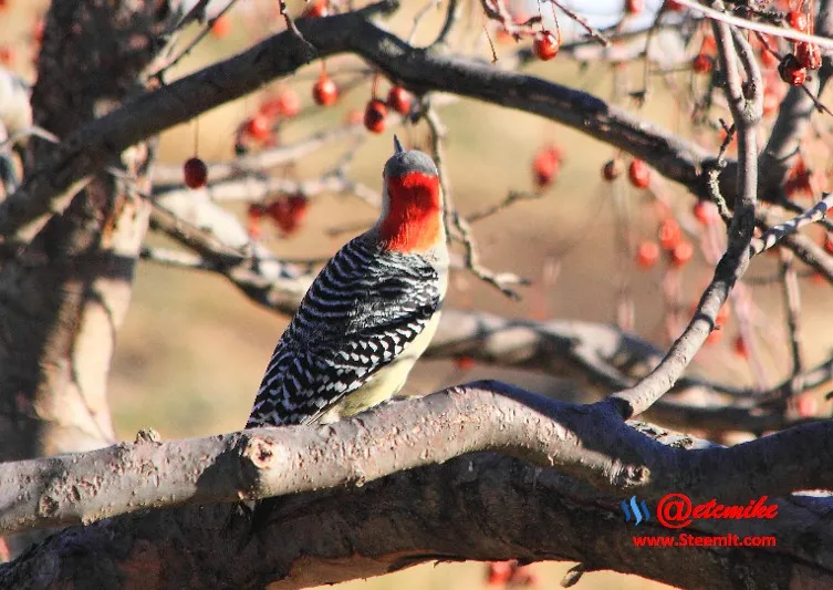 Red-bellied Woodpecker PFW62.jpg