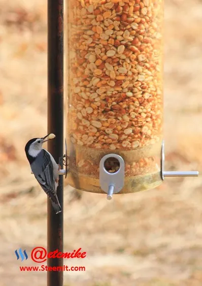 White-breasted Nuthatch PFW36.jpg