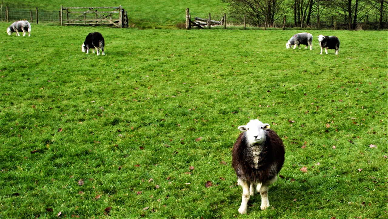 sheep.jpg
