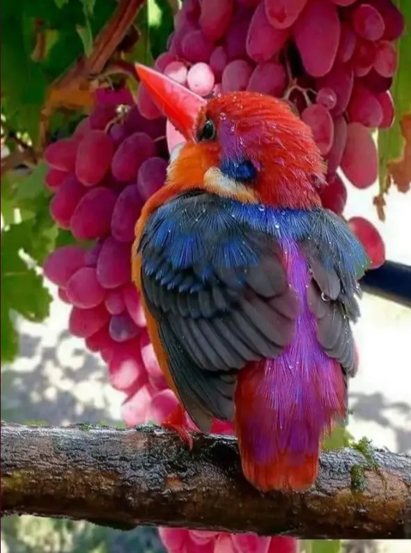 bird2.png