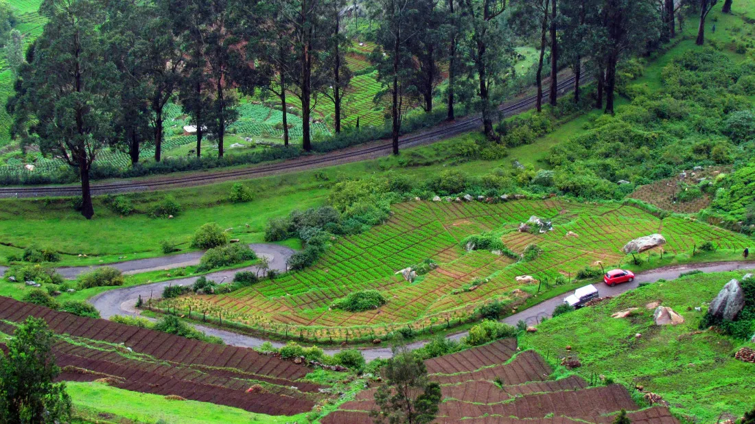 ooty1.jpg