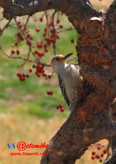 Red-Bellied Woodpecker PFW06.jpg