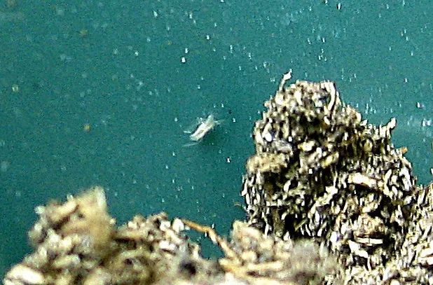 mite2.jpg