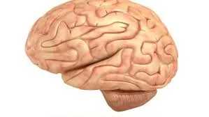 brain.jpg