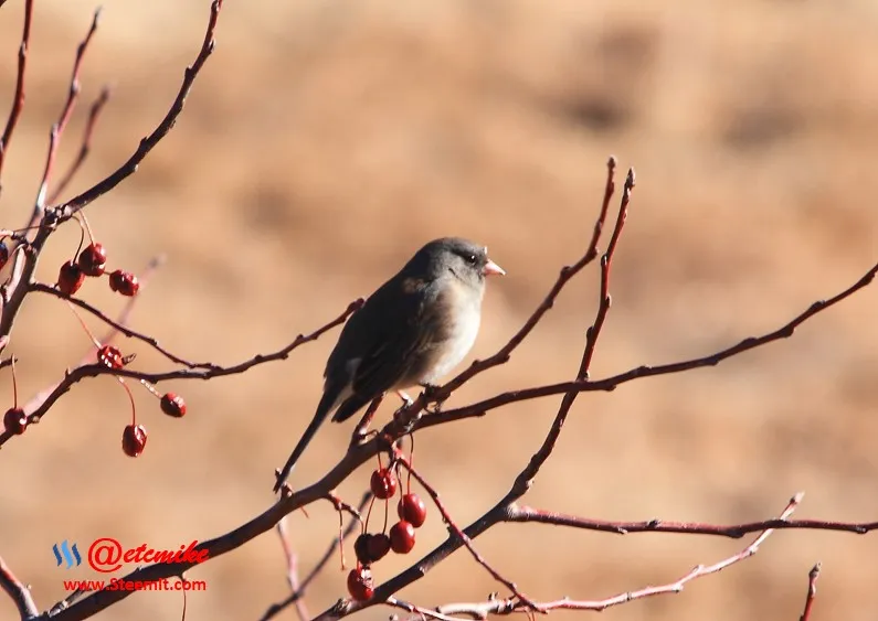 Dark-eyed Junco PFW32.jpg