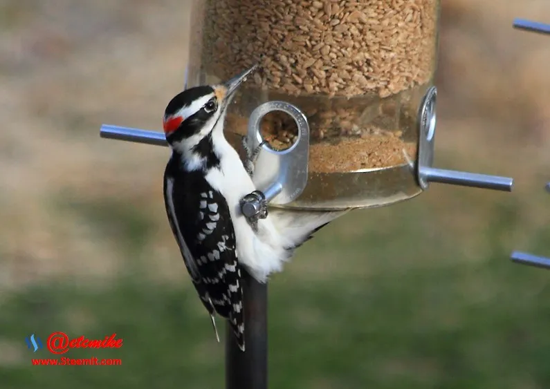 Hairy Woodpecker PFW20.jpg