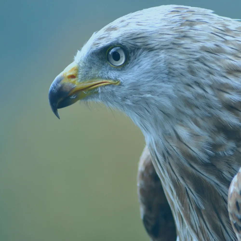 eagle.png