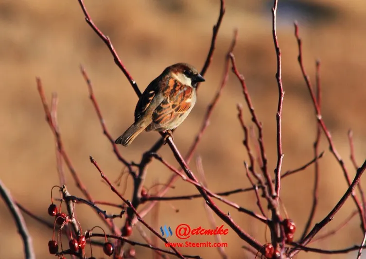 House Sparrow PFW72.jpg