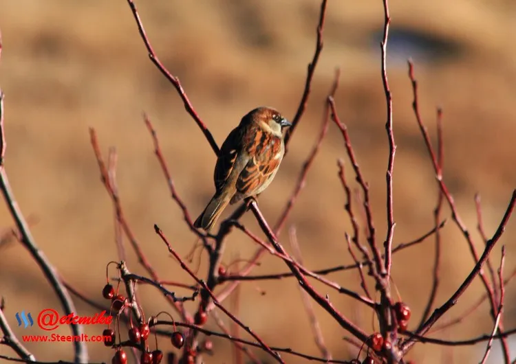 House Sparrow PFW68.jpg