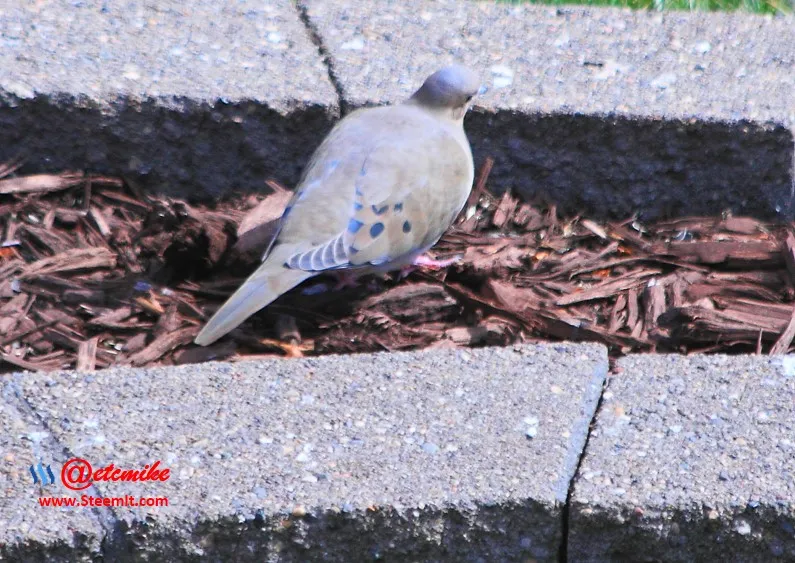 Mourning Dove PFW19.jpg