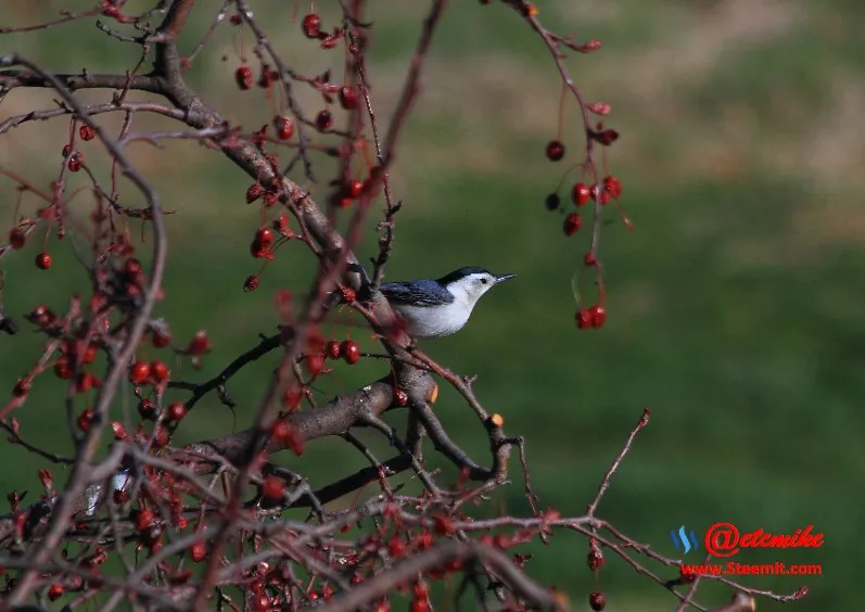 White-breasted Nuthatch PFW07.jpg