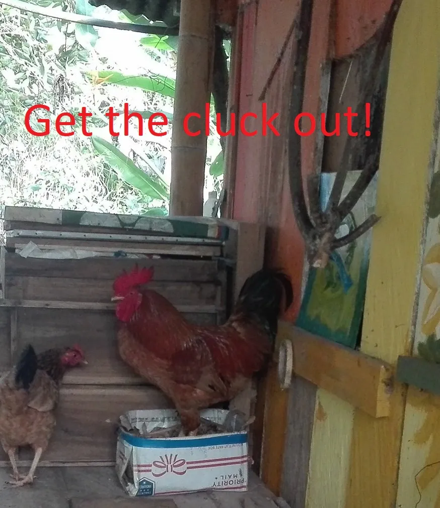 cluck.jpg