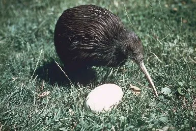 kiwi4.jpg