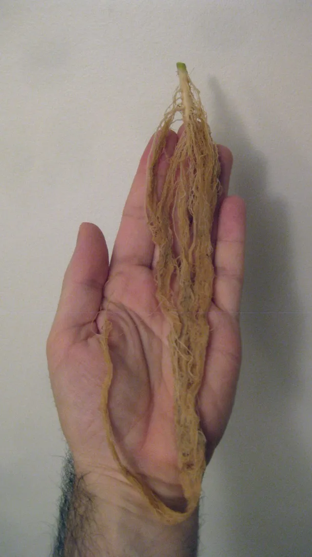 roots.JPG