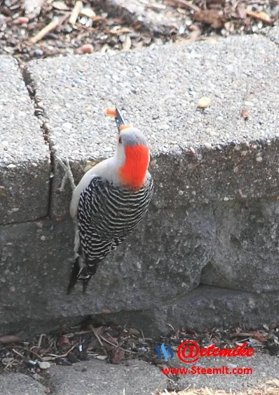 Red-Bellied Woodpecker PFW07.jpg