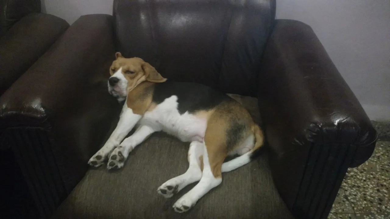 Lucy1.jpg