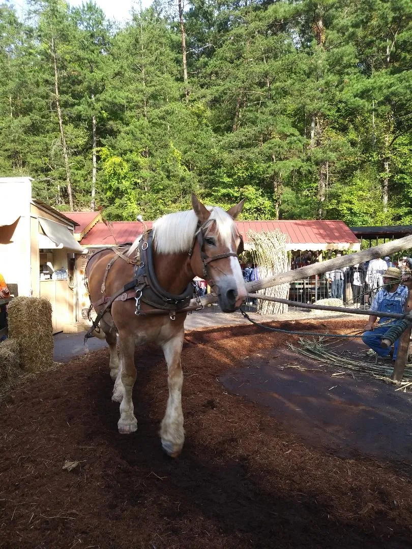 horse.jpg