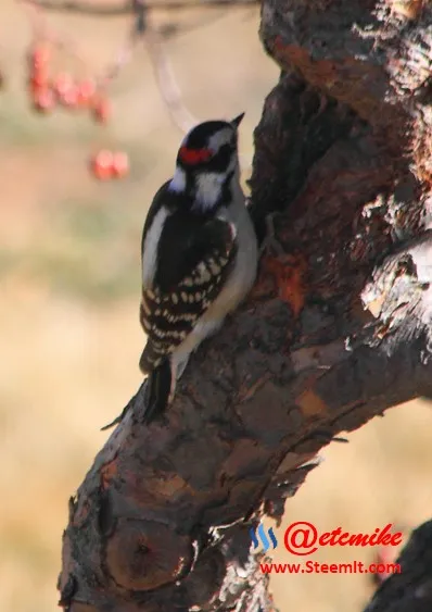 Downy Woodpecker PFW39.jpg