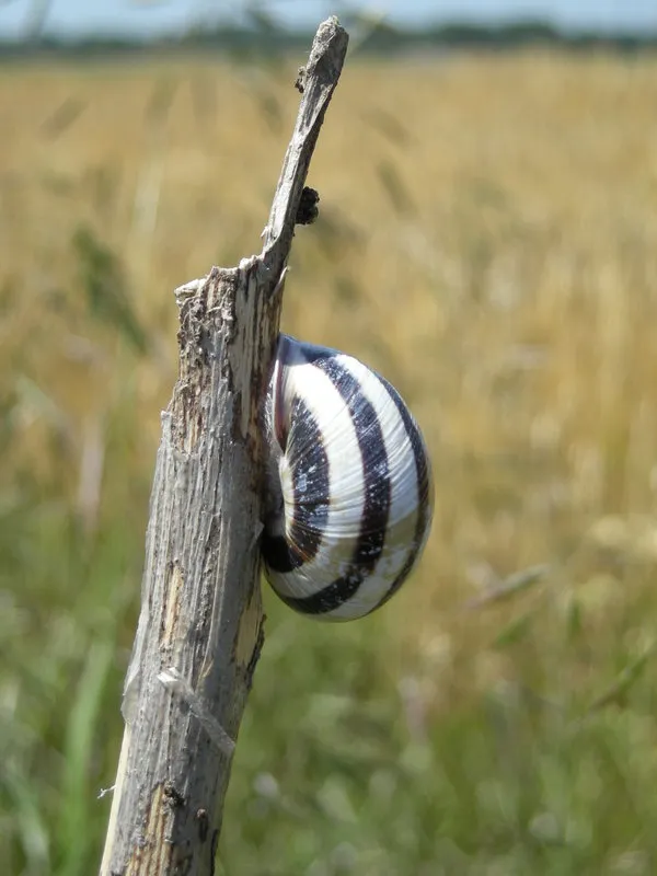 snail.jpg