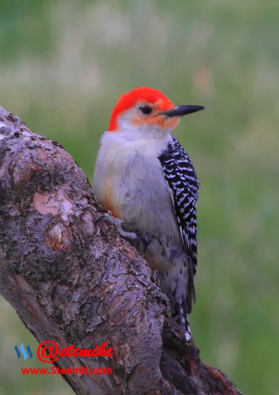 Red-Bellied Woodpecker PFW84.png