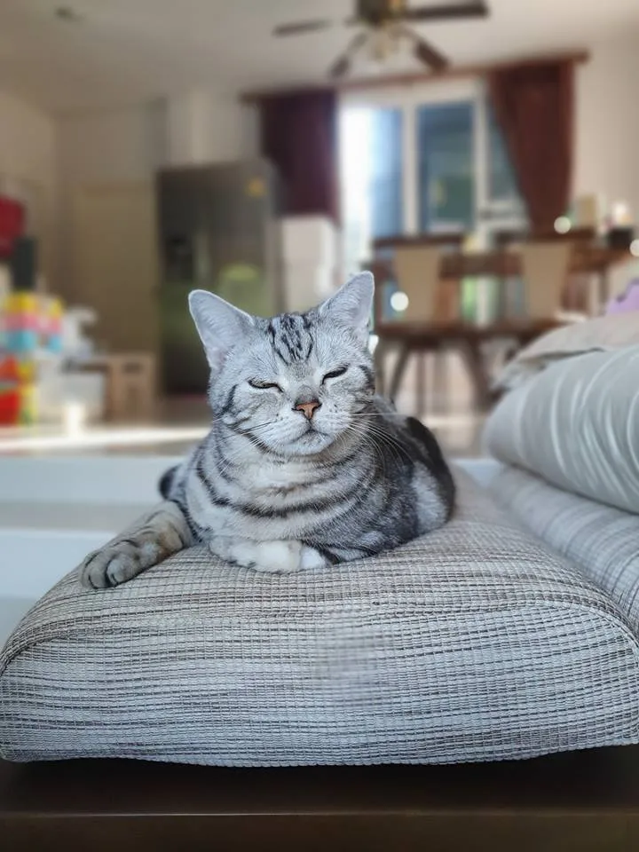 cat