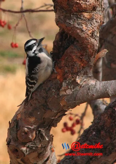 Downy Woodpecker PFW02.jpg