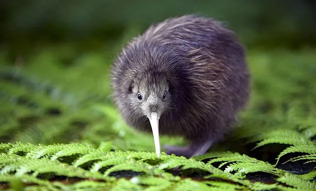 kiwi3.jpg