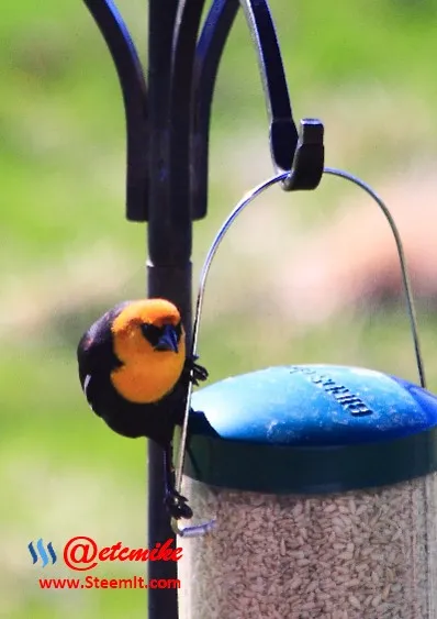 Yellow-headed Blackbird PFW27.jpg