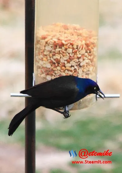 Common Grackle PFW77.jpg