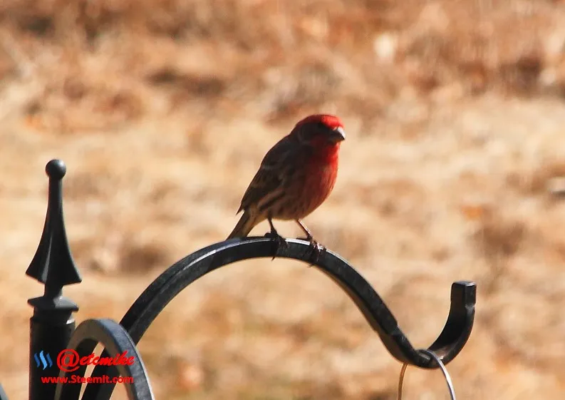 House Finch PFW11.jpg
