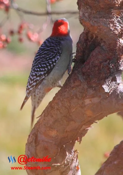 Red-bellied Woodpecker PFW72.jpg