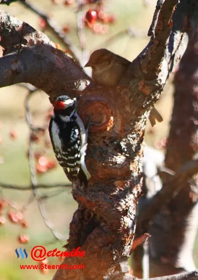 Downy Woodpecker PFW04.jpg