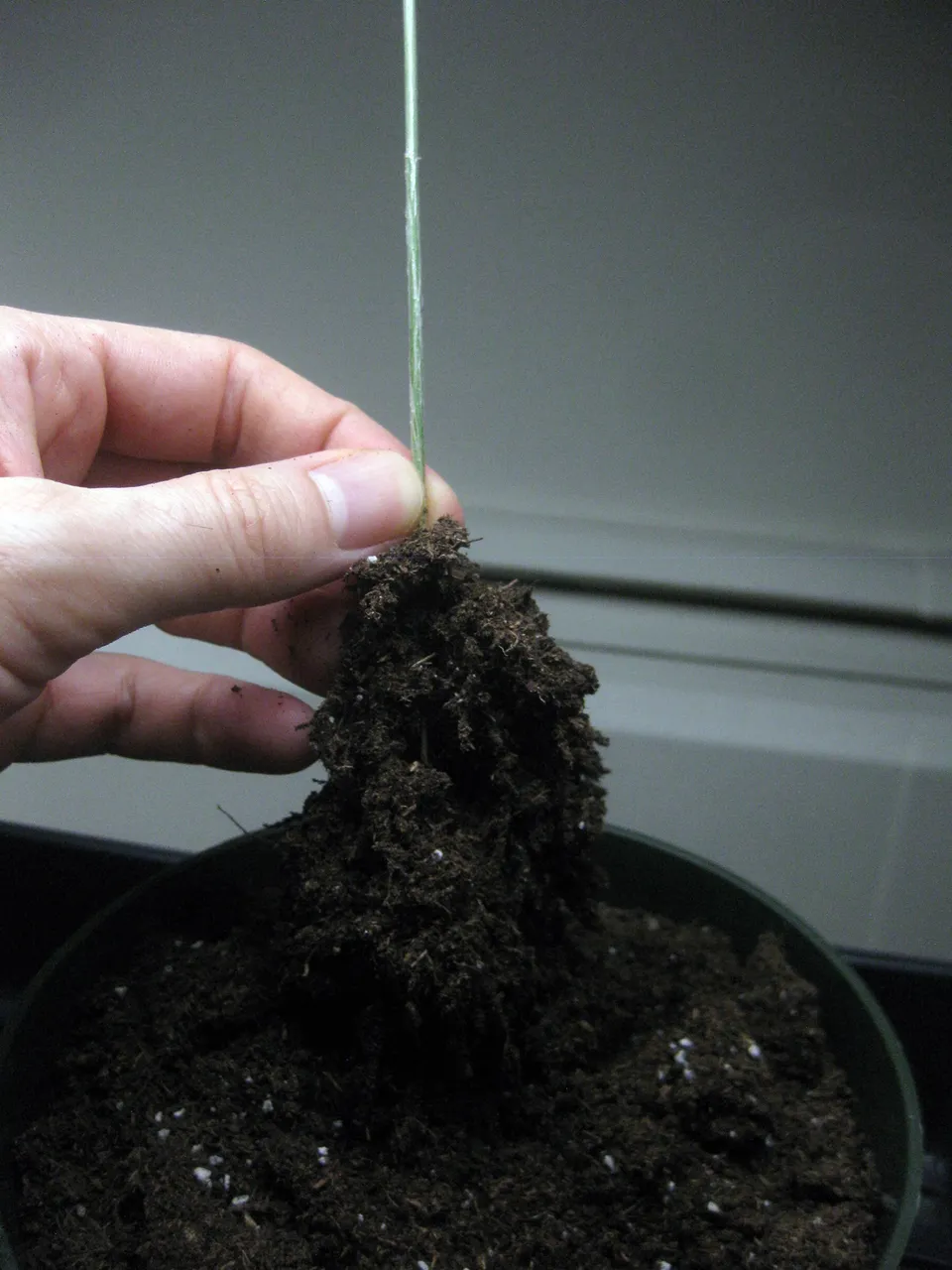 roots.JPG