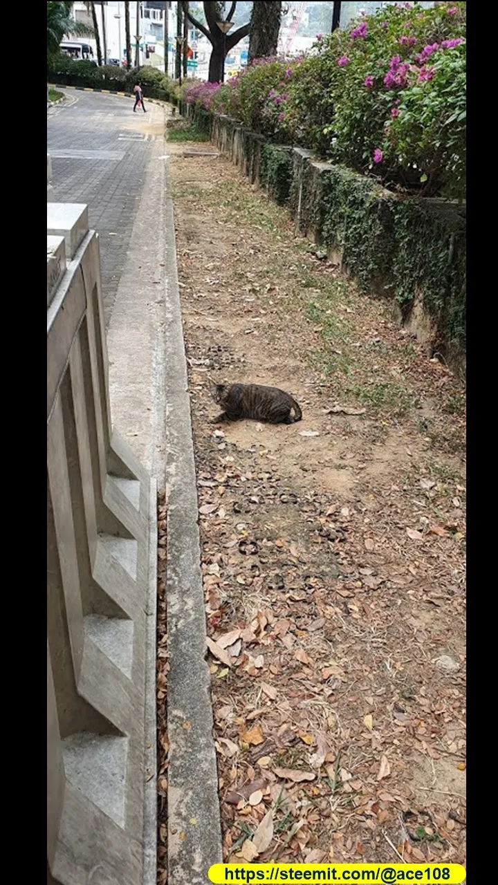 Cats