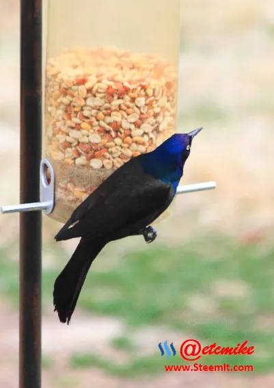 Common Grackle PFW72.jpg
