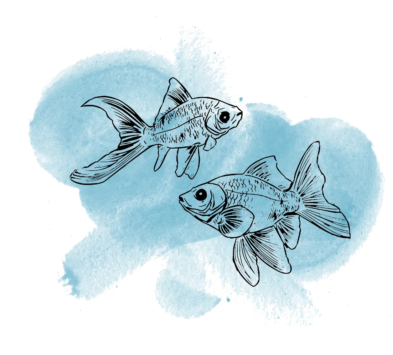 fish1.jpg