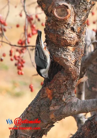 White-breasted Nuthatch PFW35.jpg