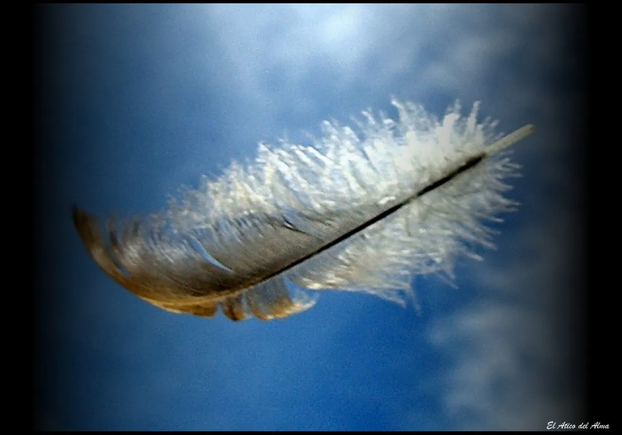 pluma.jpg
