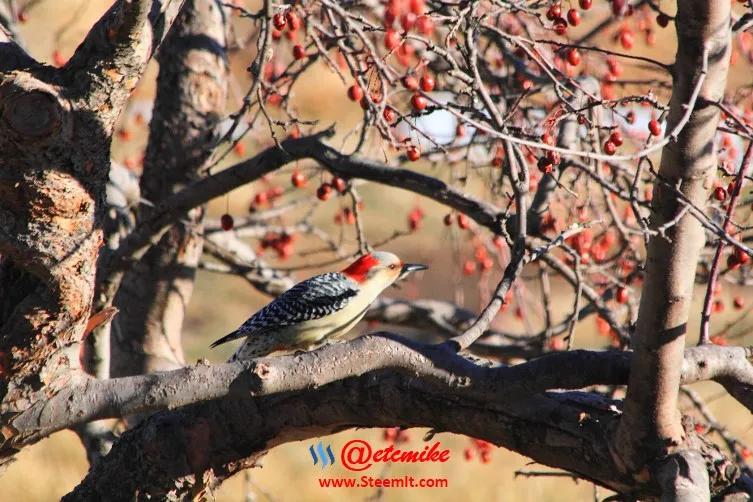 Red-bellied Woodpecker PFW66.jpg