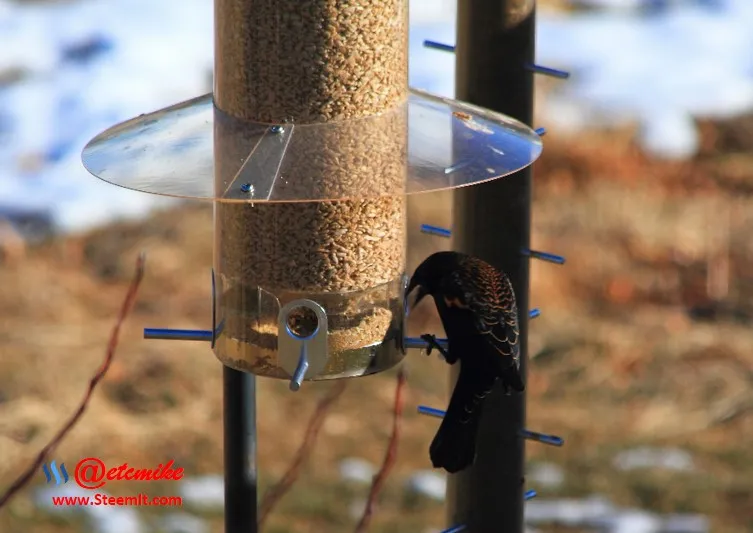 Red-winged Blackbird PFW76.jpg