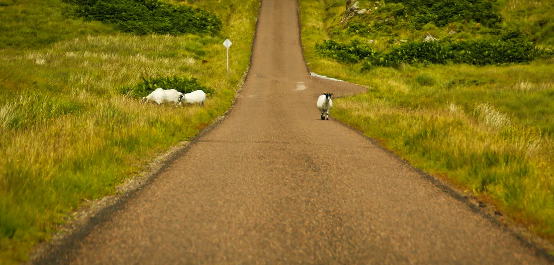 road6.png