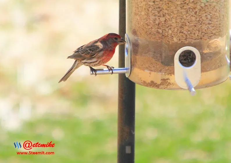 House Finch PFW06.jpg